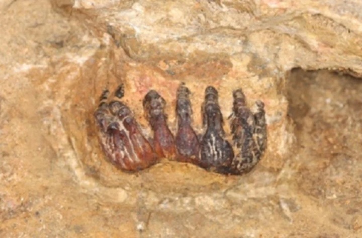 The 30,000 year old stegodon fossil discovered in a limestone cave in Gopeng, Perak. (Credit: UM via Berita Harian)