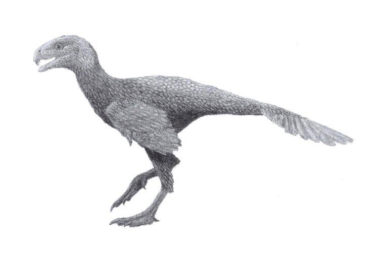 PHOTO:Tomopteryx [CC BY-SA 3.0]/Wikimedia Commons