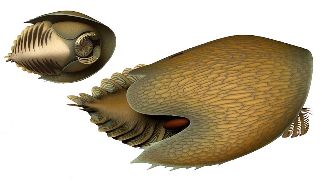 BOTTOM FEEDER  With a spaceship-shaped carapace, rakelike claws and a round tooth-filled mouth, Cambroraster falcatus (shown in an artist’s rendition) hunted for food along the seafloor.