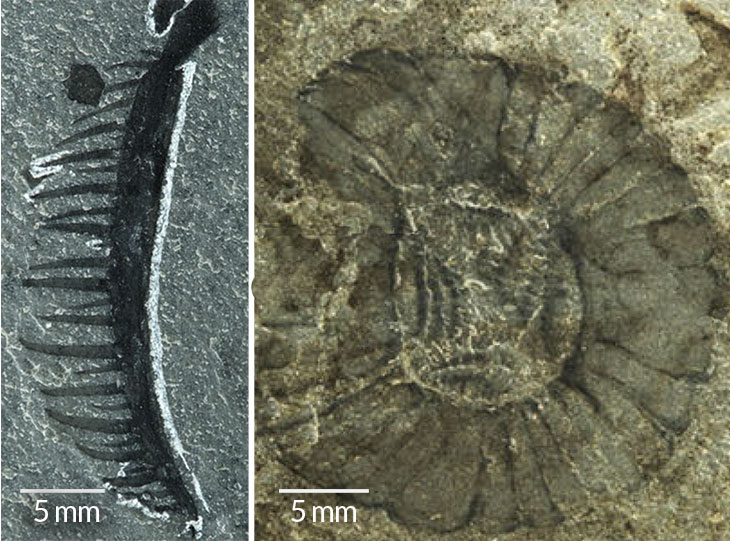 CLAWS AND JAWS C. falcatus had closely packed spines along the back of its appendages (left), which it may have used to dig through seafloor sediment to trap prey. Its round mouth was lined with serrated plates (right).
