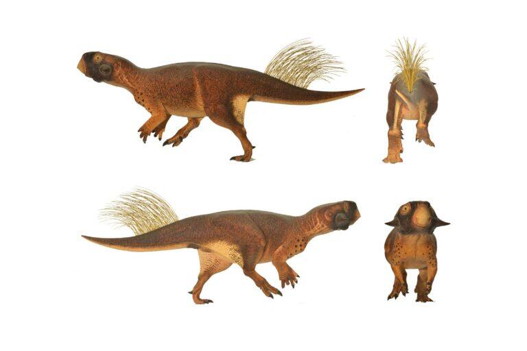 PHOTO:Robert Nicholls [CC BY 4.0]/Wikimedia Commons