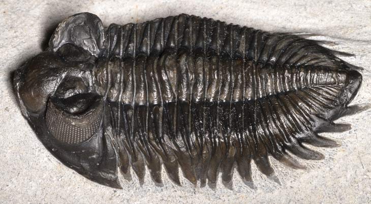 The elaborate eyes of this Coltraneia trilobite fossil, more than 350 million years old from Morocco, show up as curved arrays of little bumps. GUILLERMO GUERAO/SHUTTERSTOCK