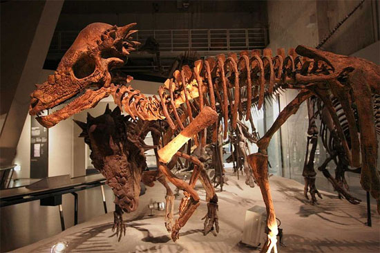 Pachycephalosaurus skeletons. Credit: Kabacchi