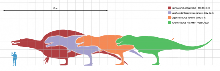  Size (in green) compared with selected giant theropods. Author: Matt Martyniuk. Size comparison of selected giant theropod dinosaurs and a human. Adapted from or matching illustrations and measurements published by the following authors: Spinosaurus after proportions and measurements in N. Ibrahim et al. (2014) “Semiaquatic adaptations in a giant predatory dinosaur” (silhouette adapted from image by ArthurWeasley), Carcharodontosaurus, Giganotosaurus, and Tyrannosaurus matching measurements and diagrams by G. S. Paul (2010) “The Princeton Field Guide to Dinosaurs”, pp. 97, 98, 108, 109, and Scott Hartman.