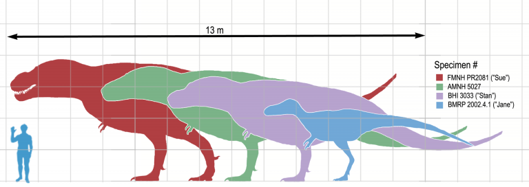 Scale chart for various specimens of Tyrannosaurus rex. Relative sizes based on skeletal drawings by Scott Hartman. Silhouettes adapted from original drawings by Matt Martyniuk. Author: Matt Martyniuk