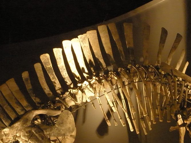 Dorsal vertebrae at Museo di Storia Naturale di Venezia. Author: Ghedoghedo