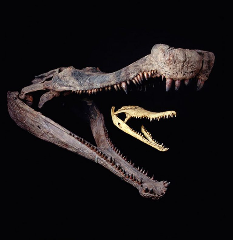 10 Facts About Sarcosuchus