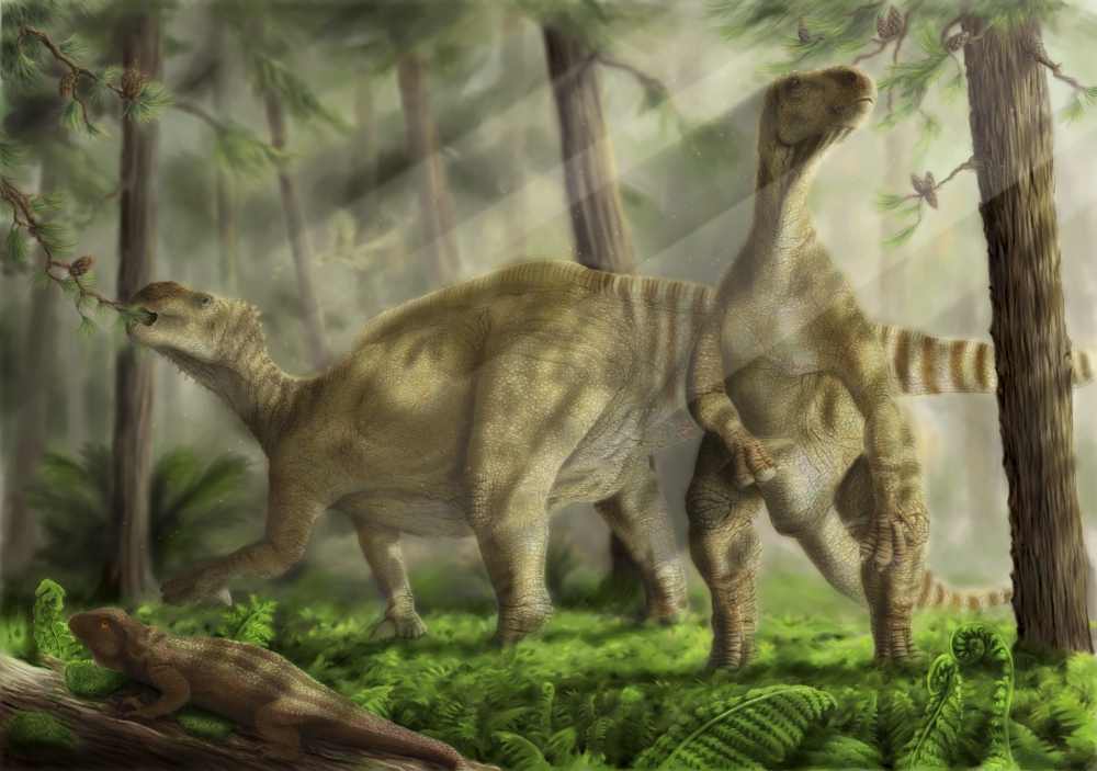 A pair of Iguanodon bernissartensis grazing Belgium Early Cretaceous Period Ardeosaurus in foreground Archaeopteryx in background