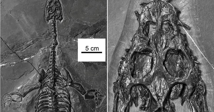 Brevicaudosaurus jiyangshanensis: The find revealed a completely new species of the reptile (Image: Qing-Hua Shang, Xiao-Chun Wu and Chun, Journal of Vertebrate Paleontology)