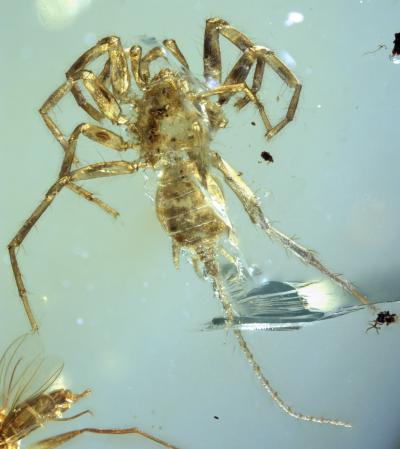 The dorsal view of entire Chimerarachne yingi specimen. Note the long tail-like appendage. Credit: University of Kansas.