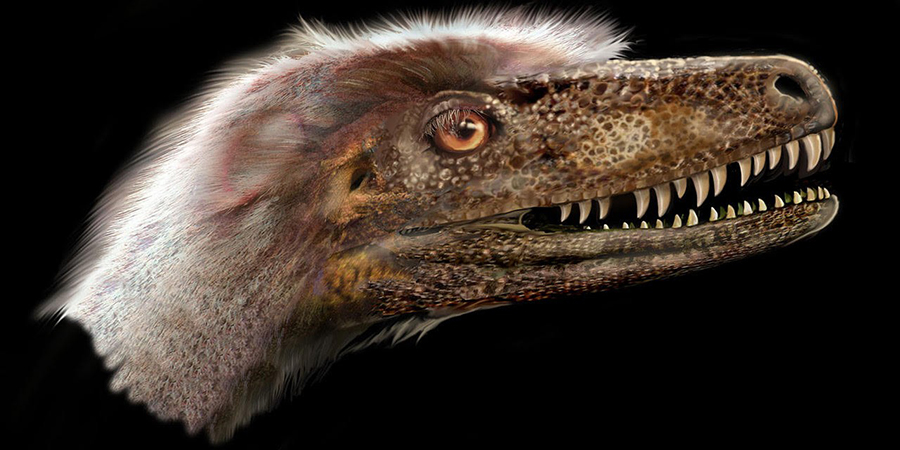 Saurornitholestes langstoni. Image credit: Jan Sovak.