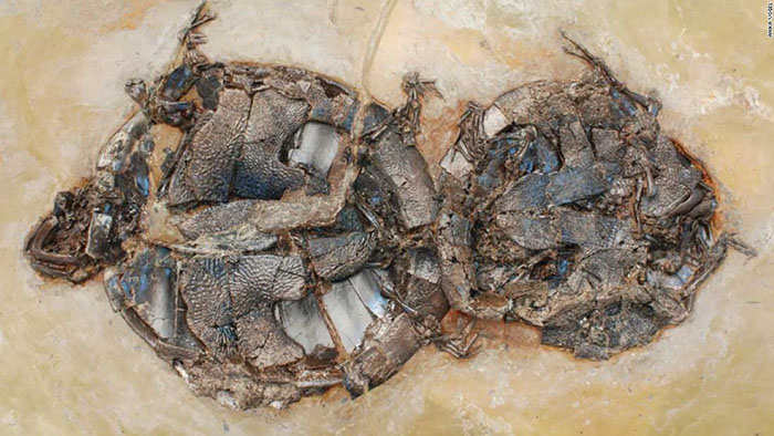 The oldest known vertebrates to be fossilized while mating are a pair of 47 million-year-old turtles, which were attached by their genitals as they got buried alive.