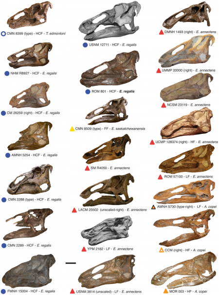 Most known complete Edmontosaurus skulls Nicolás E. Campione, David C. Evans – Fig. 2 in Cranial Growth and Variation in Edmontosaurs (Dinosauria: Hadrosauridae): Implications for Latest Cretaceous Megaherbivore Diversity in North America. PLoS ONE 6(9):e25186, doi:10.1371/journal.pone.0025186 Compilation of virtually all known complete edmontosaur skulls from North America. All skulls are in lateral view (sometimes reversed). Labels below each skull include the symbol used in the morphometric plots, whether the specimen represents a holotype (type), the formation where it was uncovered (HCF, Horseshoe Canyon Formation; HF, Hell Creek Formation; FF, Frenchman Formation; LF, Lance Formation), and the species name based on traditional edmontosaur taxonomy. Scale bar, 20 cm.