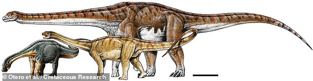 Unlike other remains excavated from the formation, this specimen — which has been designated 'MOZ-Pv 1221' — remained largely articulated, suggesting that more of the skeleton will likely be uncovered in the same spot as the dig progressed. Pictured, an artist's impression of MOZ-Pv 1221 and — beneath it — two other sauropods from the same location, Limaysaurus (left) and Andesaurus (right)