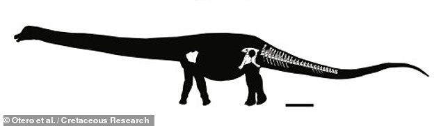  Because of the partial nature of the find so far, the researchers said that it has not yet been possible to estimate how much MOZ-Pv 1221 would likely have weighed in life. Pictured, an artist's impression of the specimen's silhouette, showing the bones uncovered so far