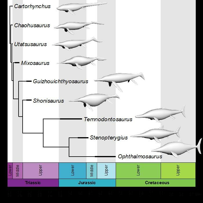 3D models of the nine ichthyosaurs analyzed by the researchers, shown in their evolutionary context. Credit: Gutarra et al., 2019)