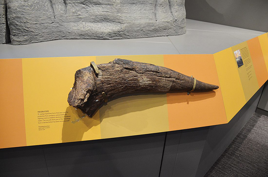 Eloise Ogden/MDN This Triceratops brow horn found in the Hell Creek Formation is in the North Dakota Heritage Center & State Museum display in Bismarck. “Triceratops had three horns that were used for protection from predators and probably for fighting rivals to establish dominance and attract mates,” the exhibit information says.