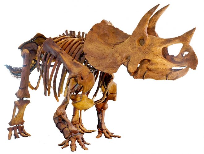 Triceratops, one of the largest ceratopsians (a chasmosaurinae ceratopsid). It had solid frill and long horns.