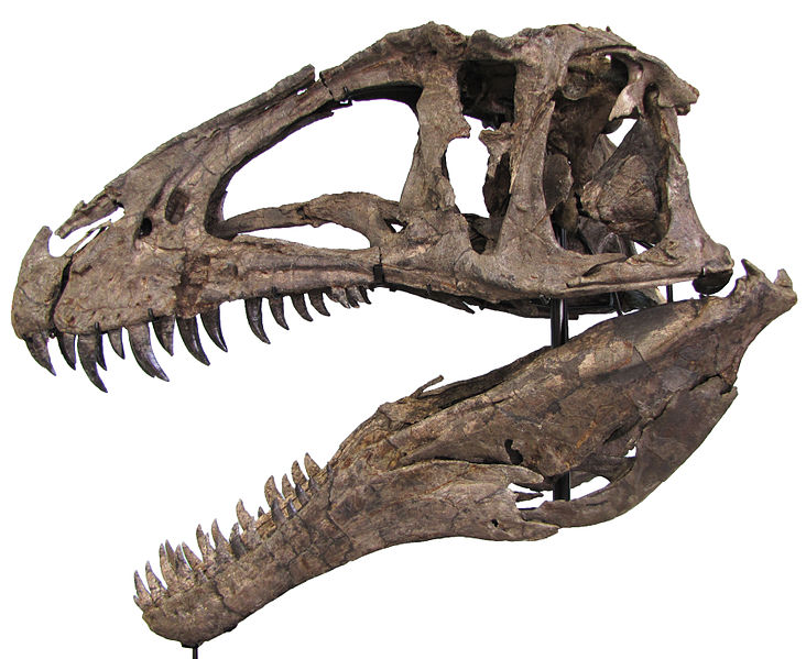Skull of NCSM 14345, North Carolina Museum of Natural Sciences