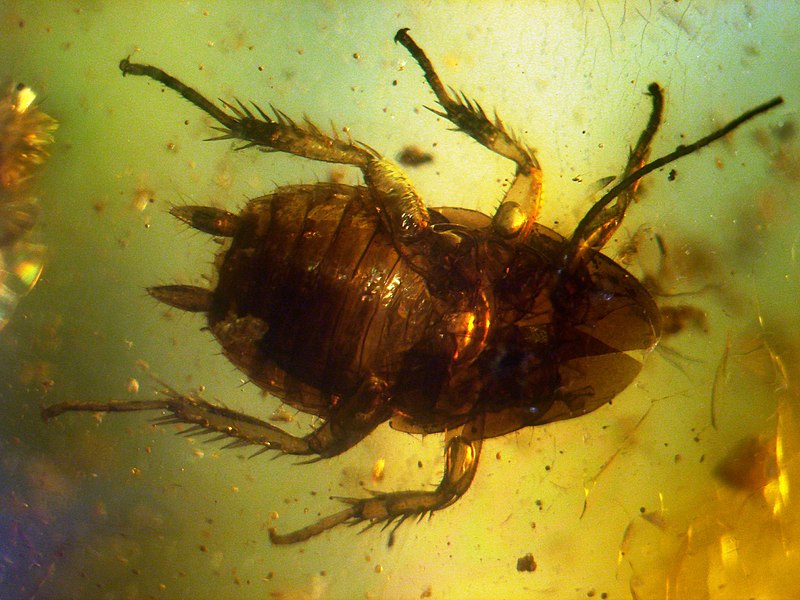 Here is a younger cockroach, “only” 40-50 million years old and about 4.5 mm long. Source: Anders L. Damgaard / CC BY-SA