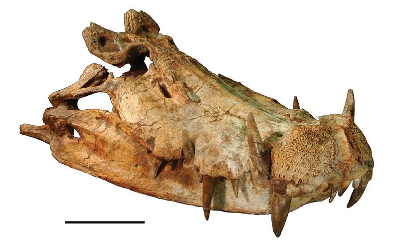 Skull of K. saharicus, scale bar equals 10 cm