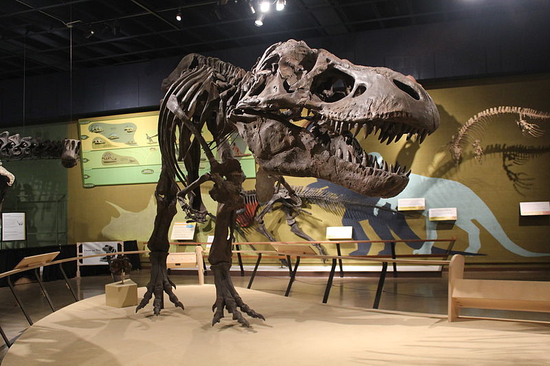Cast of Tyrannosaurus rex skeleton (the specimen MOR 555, or "Wankel rex") at Cleveland Museum of Natural History 30 September 2011.