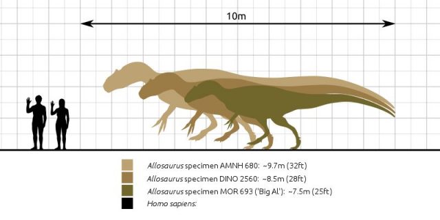 A size comparison of various specimens of the theropod dinosaur genus Allosaurus. Photo credit: Steveoc 86