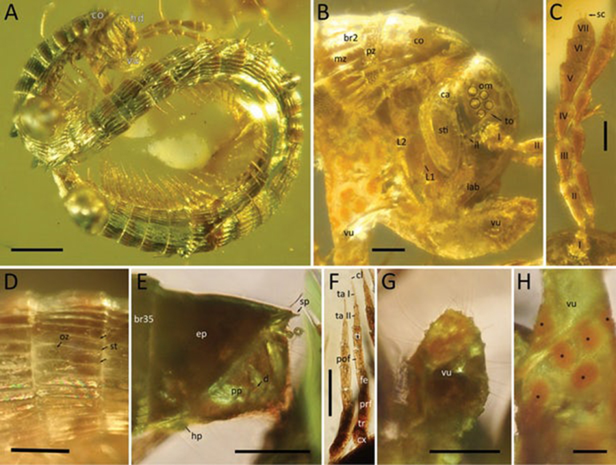 The newly described millipede, Burmanopetalum inexpectatum, preserved in amber(Credit: Leif Moritz (CC-BY 4.0))