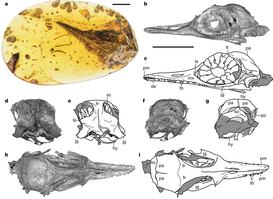 A CT (computed tomography) scan of Oculudentavis khaungraae's skull. It even appears that the creatures's tongue is preserved, the researchers said.  (Image credit: Gang Li )