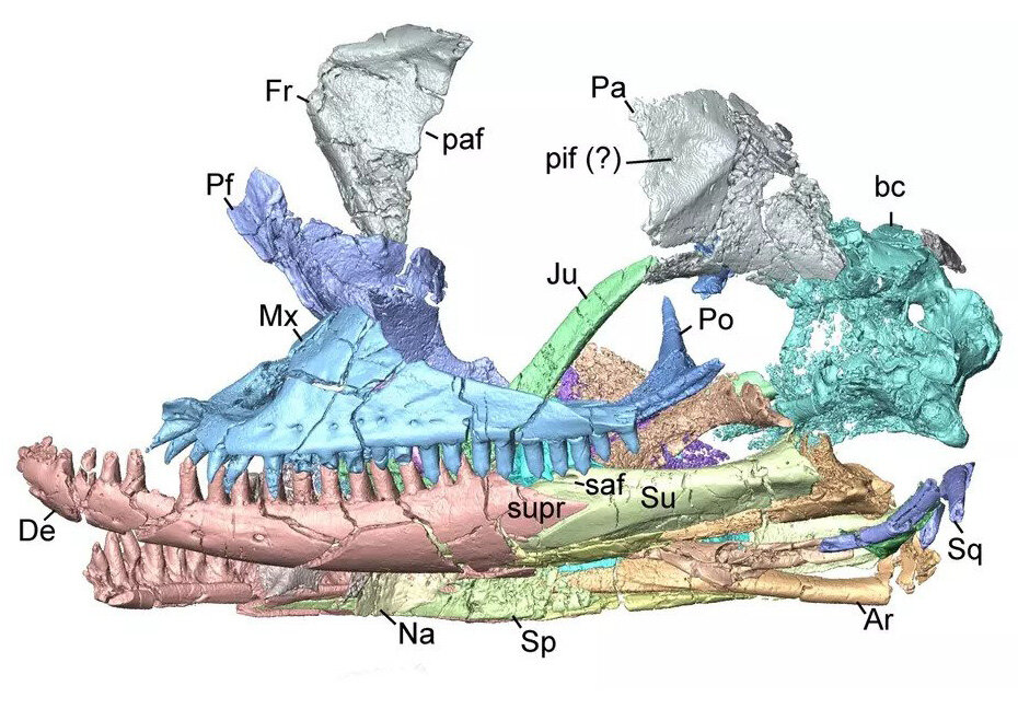 A CT image of the Kopidosaurus perplexus skull in left lateral view. Credit: Simon Scarpetta