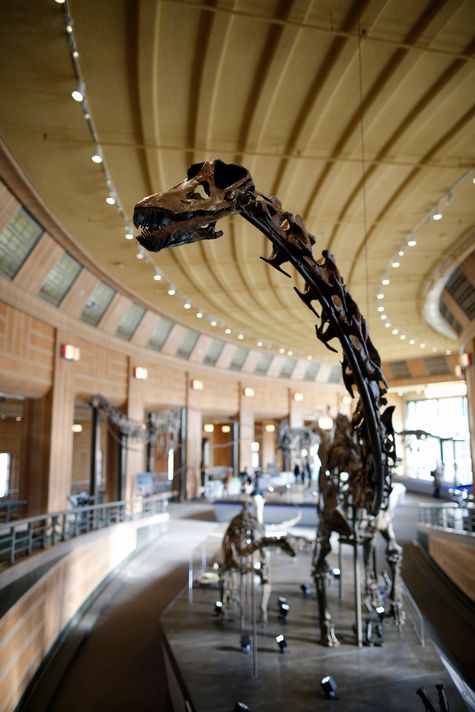 A Galeamopus skeleton in the new Dinosaur Hall exhibit at the Cincinnati Museum Center in Cincinnati on Friday, Nov. 16, 2018. (Photo: Sam Greene/The Enquirer)
