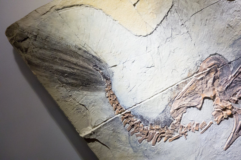 A dinosaur imprint from the Yixian Formation. KENNETH LU/CC BY 2.0
