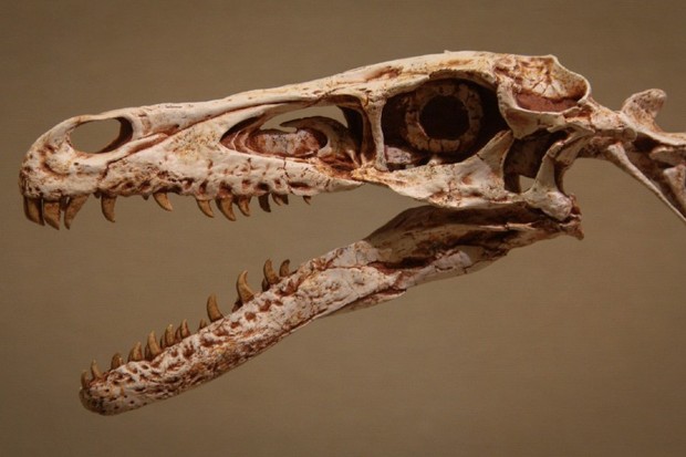 A fossilised Velociraptor skull, displaying its long head and sharp teeth © MarkWeich / Getty Images