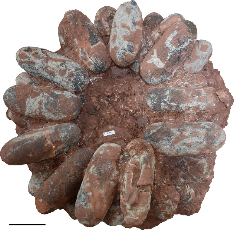 A fossilized nest with eggs of a small type of Oviraptorosauria. (Photo courtesy of Nagoya University)