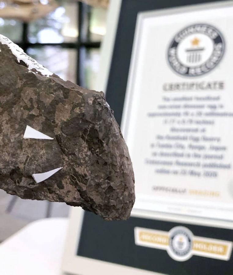 A fossilized non-avian dinosaur egg, discovered in western Japan in a stratum dating back 110 million years, has been recognized as the world's smallest by Guinness World Records.(Photo courtesy of the University of Tsukuba and the Museum of Nature and Human Activities, Hyogo/Kyodo)