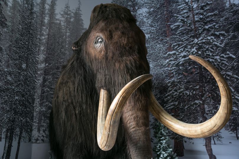 A large scale replica of a prehistoric woolly mammoth of the kind that would have roamed London thousands of years ago (Image: Getty Images)