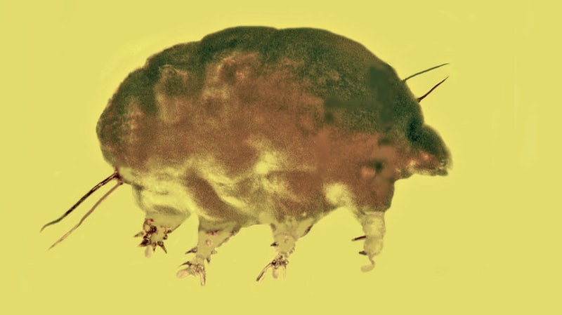 A mould pig in amber, seen through a microscope. (Image: G. Poinar et al., 2019)