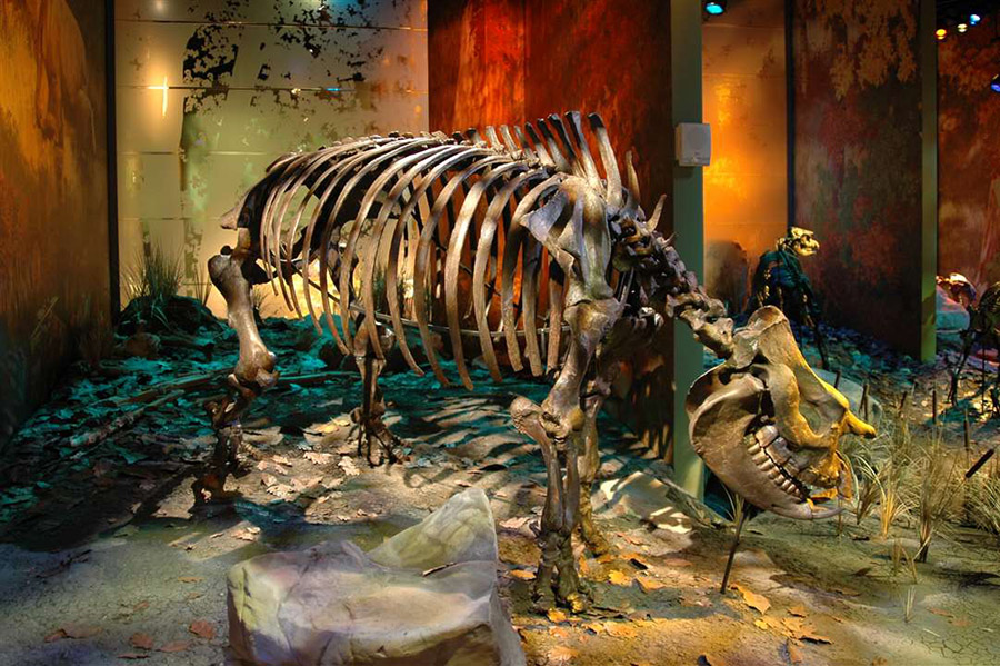 A new species of rhino was recently found at Gray Fossil Site.