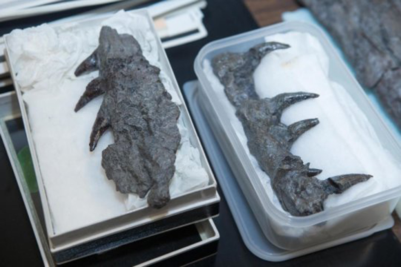 A plaster cast of mosasaur jaws show how sharp and ferocious their teeth were. Credit: Joseph Fuqua II/UC Creative Services