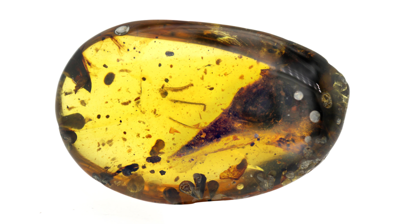 A preserved skull in 99-million-year-old Burmese amber. (Image: Lida Xing)