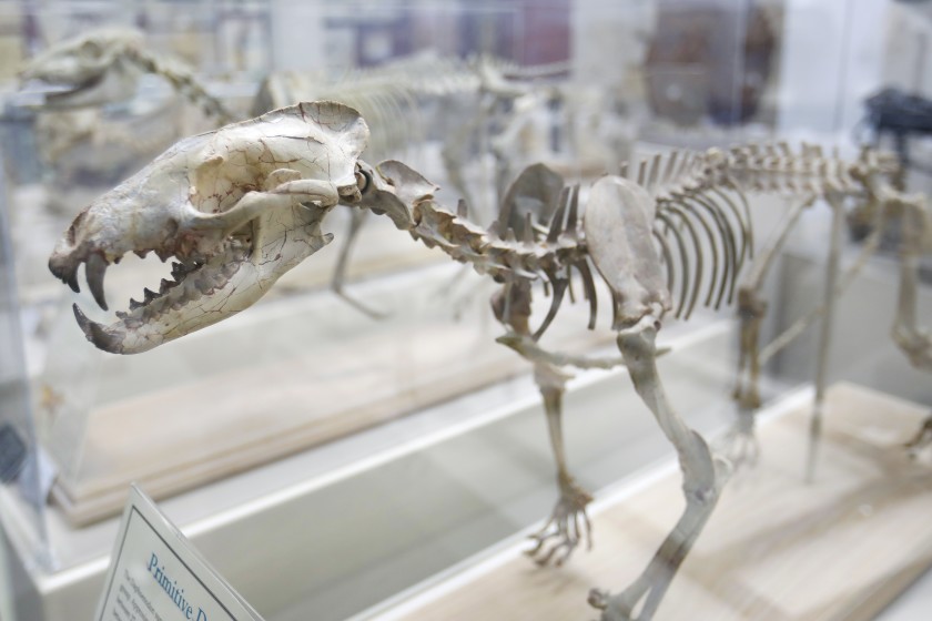                 A primitive dog is one of the prehistoric fossils on display at the Roynon Museum of Earth Sciences and Paleontology, May 23, 2019 in Escondido, California. Unless something changes, the museum is scheduled to close on June 30. (Howard Lipin/The San Diego Union-Tribune)
