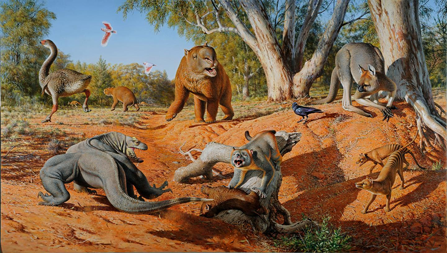 A range of now extinct megafauna that was present when humans first arrived in Australia. Image credit: Peter Trusler, Monash University.