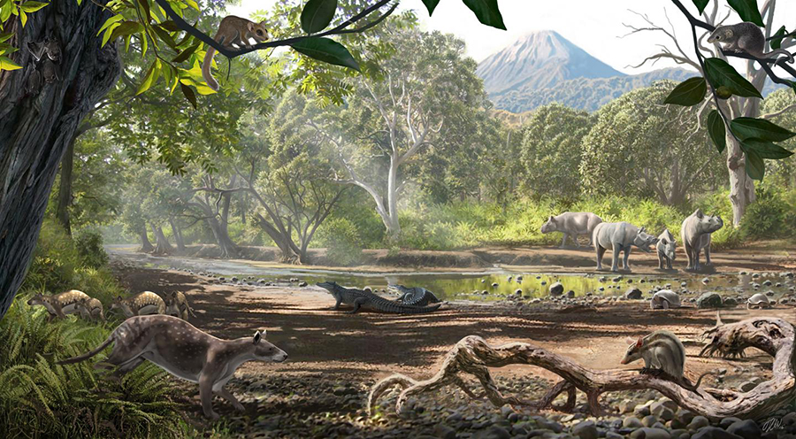A reconstruction of the Eocene of Turkey, where the small marsupial was found. Besides the marsupials, the fauna includes embrithopods (the rhino-like animals of the background, more related to elephants and sea cows), pleuraspidotheriids (primitive ungulates with a deer/dog look), a group of primates called omomyids, bats, tortoises and crocodiles. CREDIT: OSCAR SANISIDRO | UNIVERSITY OF KANSAS