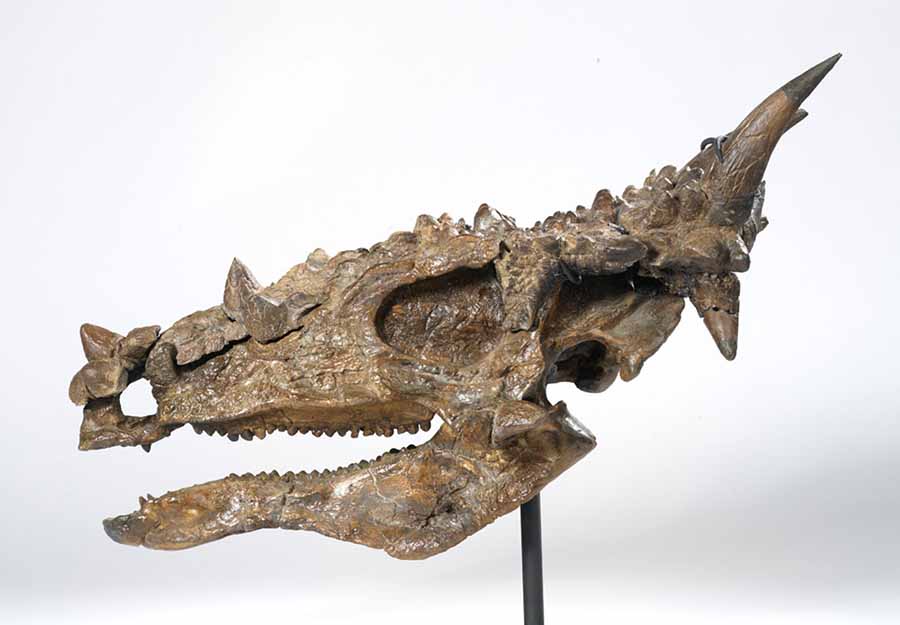 A reconstruction of the fossil skull of the Pachycephalosaurus that has theropod-like teeth. PHOTOGRAPH BY BRIAN BOYLE, ROYAL ONTARIO MUSEUM