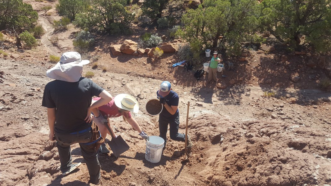 Paleontologists excavate a phytosaur fossil in what was Bears Ears National Monument in September 2017. The site turns out to harbor a rich deposit of Late Triassic fossils in the Chinle Formation.  (Photo courtesy of Robert Gay) 