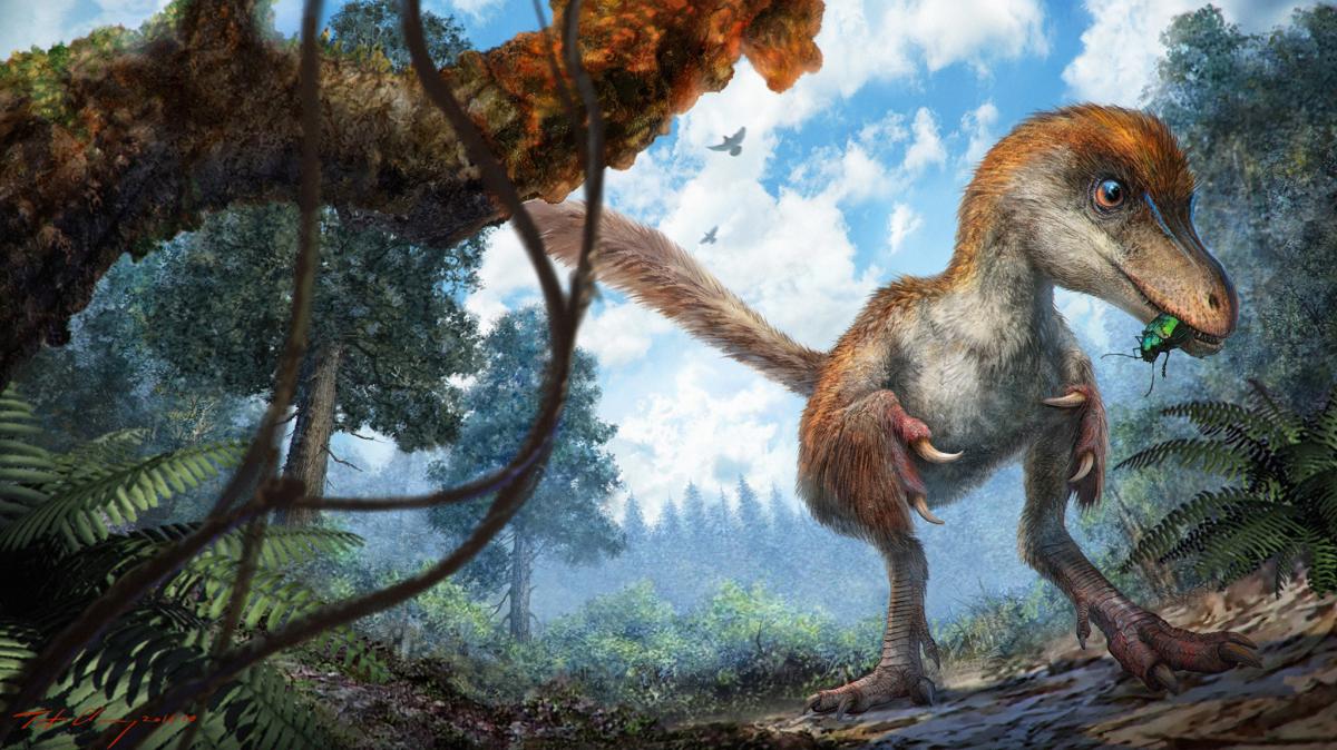A small coelurosaur, a feather-tailed dinosaur that lived 99 million years ago, approaching a resin-coated branch on the forest floor.  CHUNG-TAT CHEUNG 