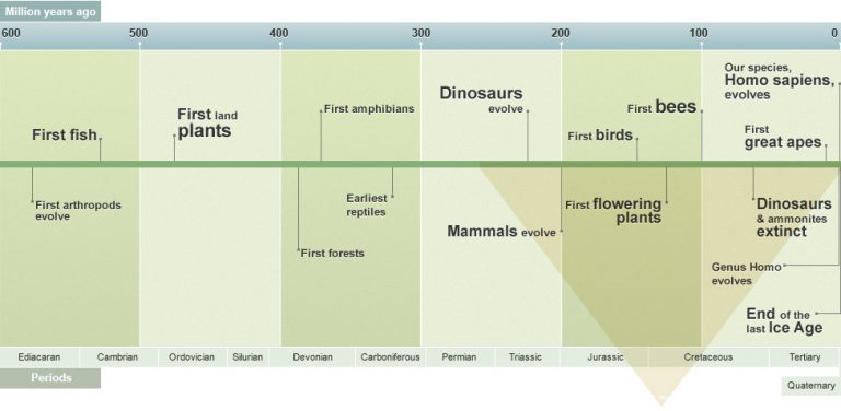 A timeline of the last 600 million years, showing major events in evolution.