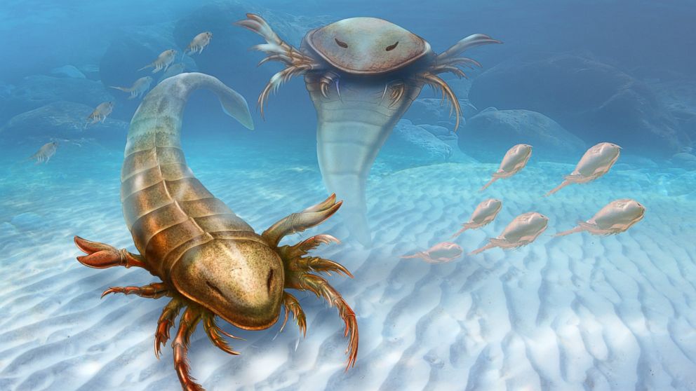 This rendering provided by Yale University shows a Pentecopterus decorahensis. Earth?s first big predatory monster was a weird water bug, newly found fossils show.