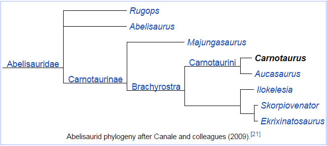 Abelisaurid phylogeny after Canale and colleagues (2009).