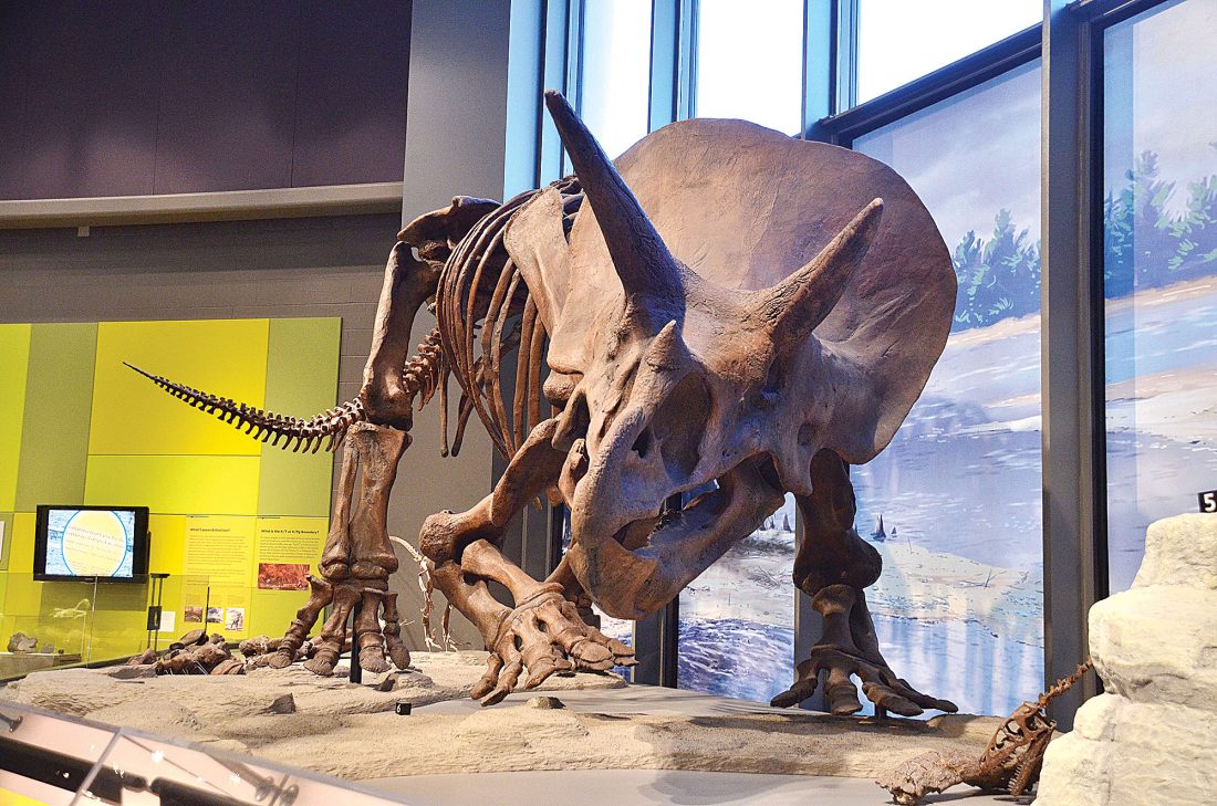 Eloise Ogden/MDN This cast of a Triceratops horridus skeleton is displayed in the North Dakota Heritage Center & State Museum in Bismarck. The exhibit is in the Adaptation Gallery: Geologic Time.